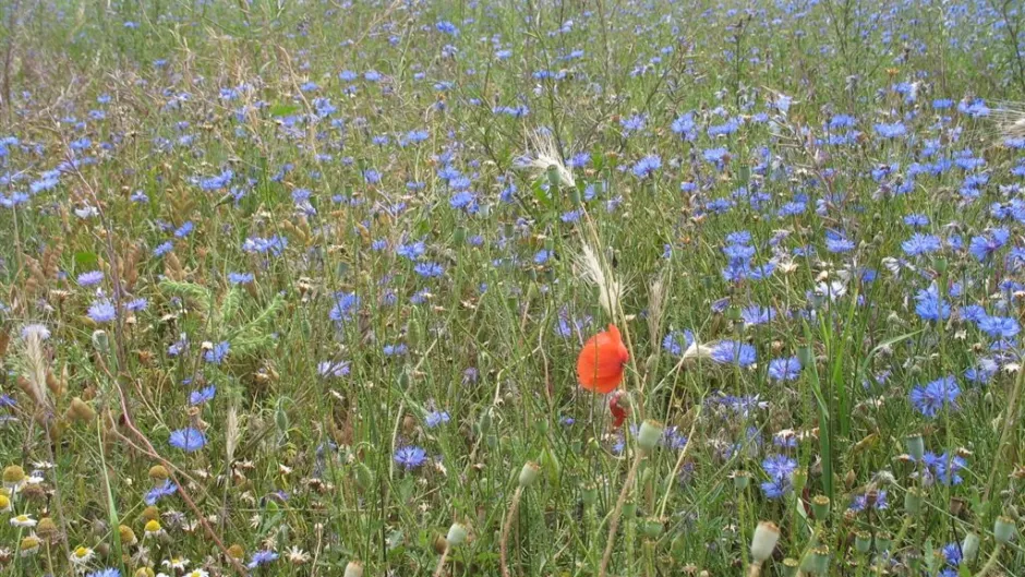 Rubrik_Naturschutz_Kornblumenacker_Havelland_c._F._Schoene